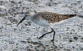 Curlew Sandpiper