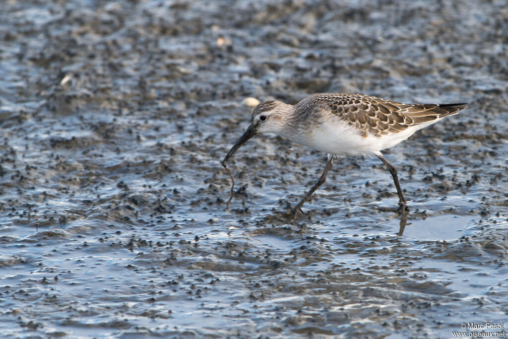 Curlew Sandpiperjuvenile, identification, walking, feeding habits