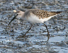 Curlew Sandpiper