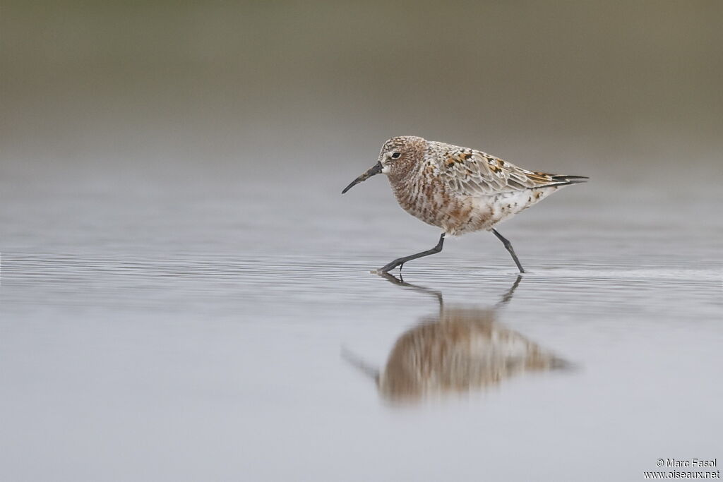 Curlew Sandpiperadult post breeding, identification