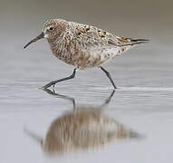 Curlew Sandpiper