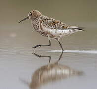 Curlew Sandpiper