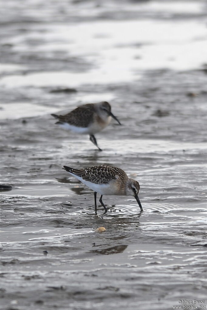 Curlew Sandpiperimmature, identification, feeding habits, Behaviour