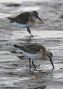 Curlew Sandpiper