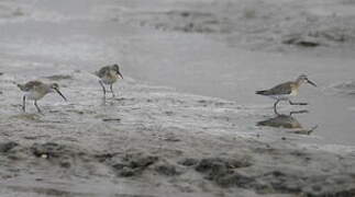 Curlew Sandpiper