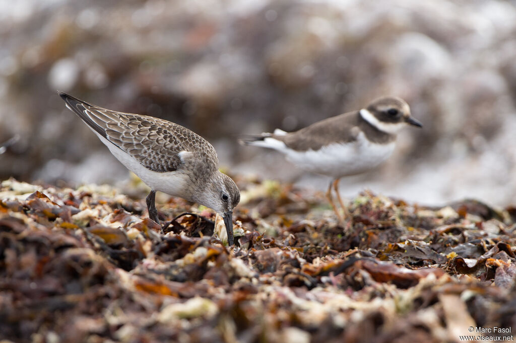 Curlew SandpiperFirst year, identification, feeding habits