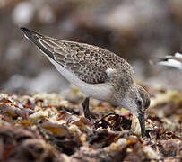 Curlew Sandpiper