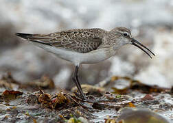 Curlew Sandpiper