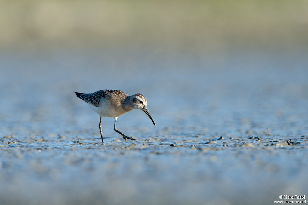 Curlew Sandpiperimmature, identification, walking, fishing/hunting