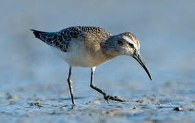 Curlew Sandpiper