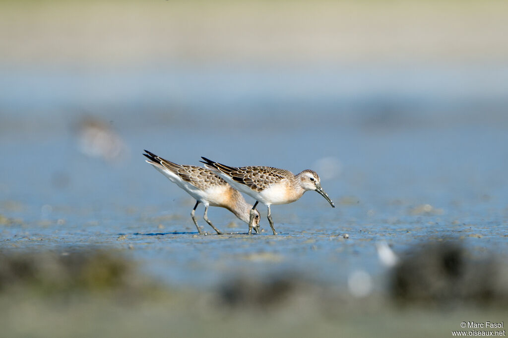 Bécasseau cocorliimmature, pêche/chasse