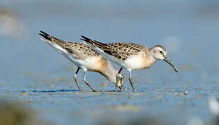 Curlew Sandpiper