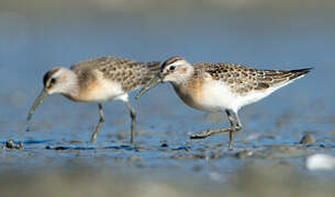 Curlew Sandpiper