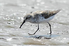 Western Sandpiper