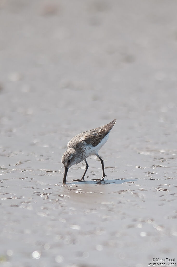 Western Sandpiperadult post breeding, identification, eats