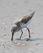 Western Sandpiper