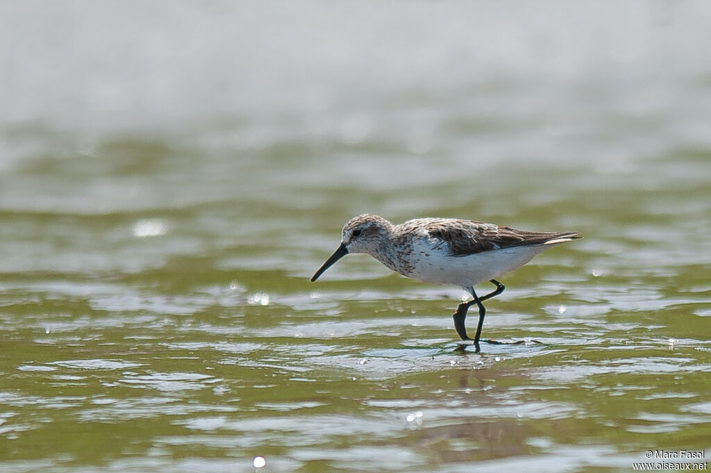Western Sandpiperadult, identification, walking