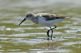 Western Sandpiper