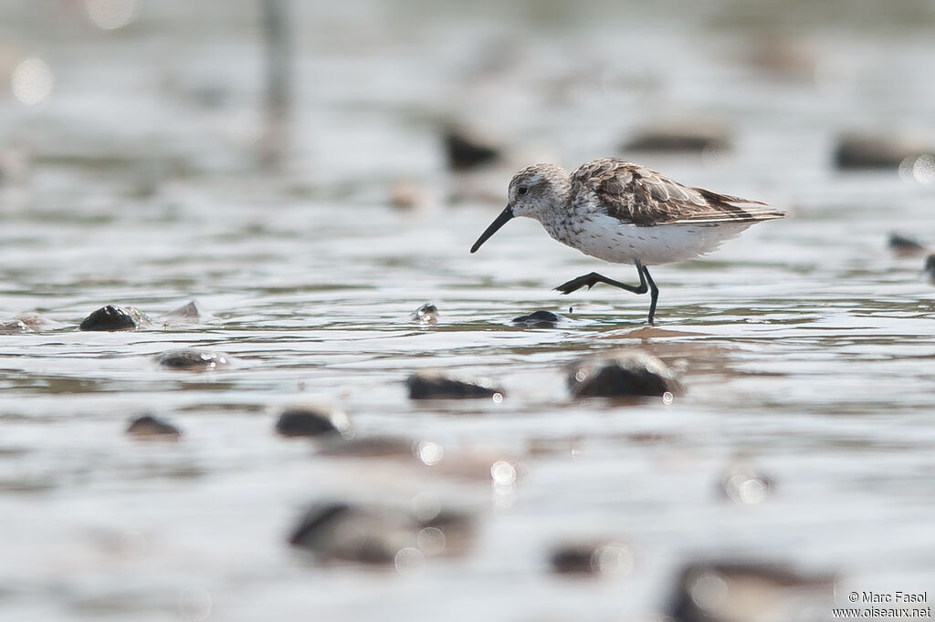 Western Sandpiperadult post breeding, identification, walking