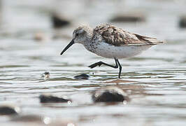 Western Sandpiper