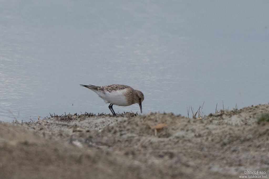 Bécasseau de Bairdadulte, identification