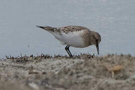 Baird's Sandpiper