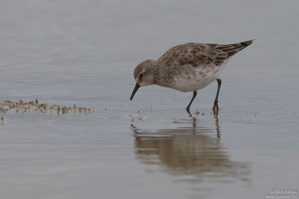 White-rumped Sandpiperadult post breeding