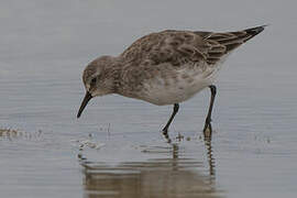 White-rumped Sandpiper