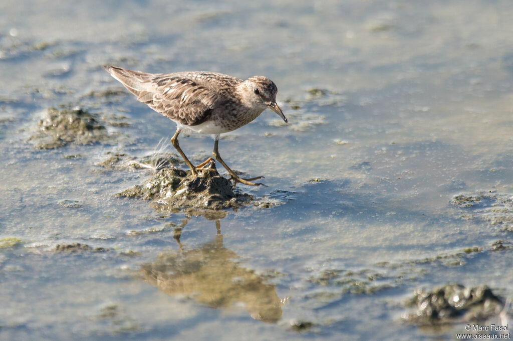 Bécasseau de Temminckadulte internuptial, identification