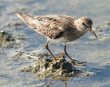 Temminck's Stint