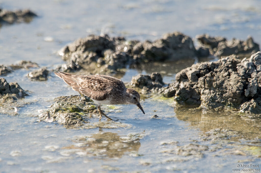 Bécasseau de Temminckadulte internuptial, identification