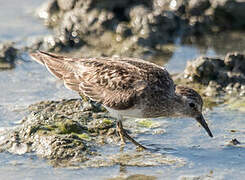 Temminck's Stint