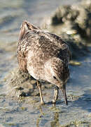 Temminck's Stint