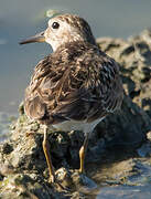 Temminck's Stint