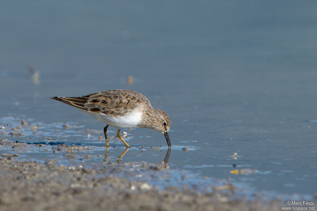 Bécasseau de Temminckadulte nuptial, identification, pêche/chasse