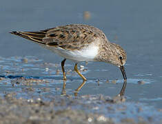 Temminck's Stint