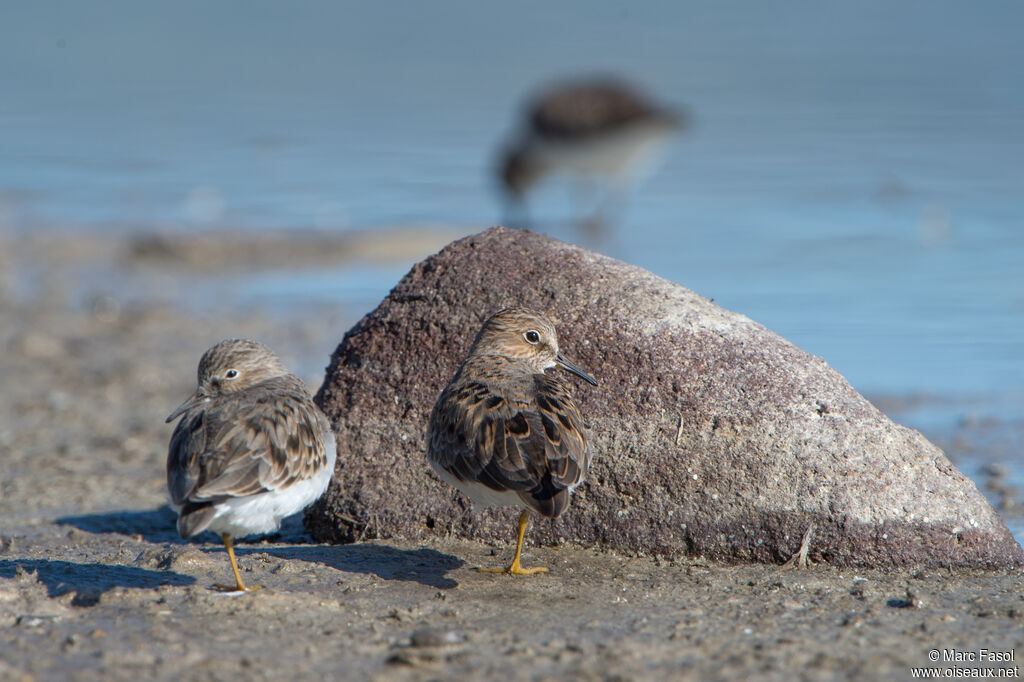 Temminck's Stintadult breeding