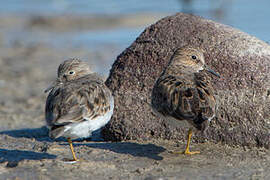 Temminck's Stint