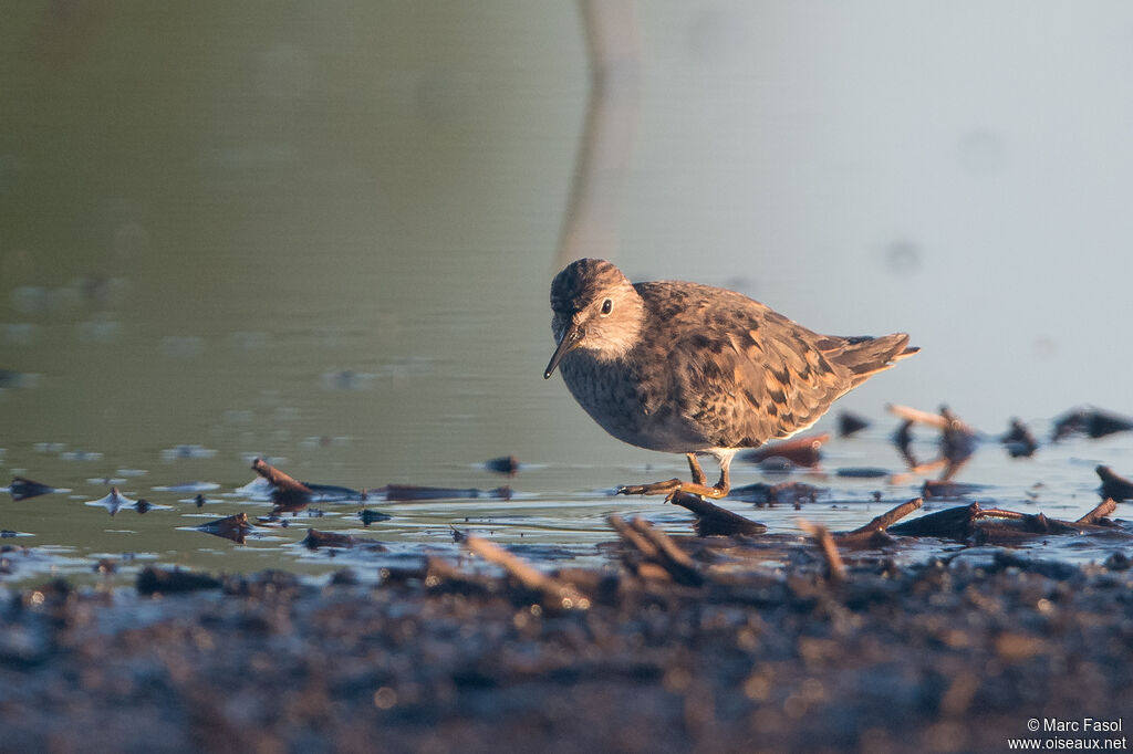 Temminck's Stintadult breeding, identification, walking