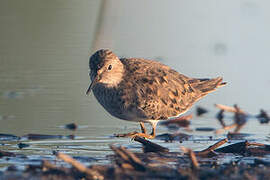 Temminck's Stint