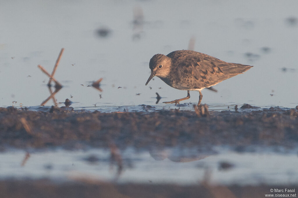 Temminck's Stintadult breeding, identification, walking