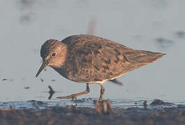 Temminck's Stint