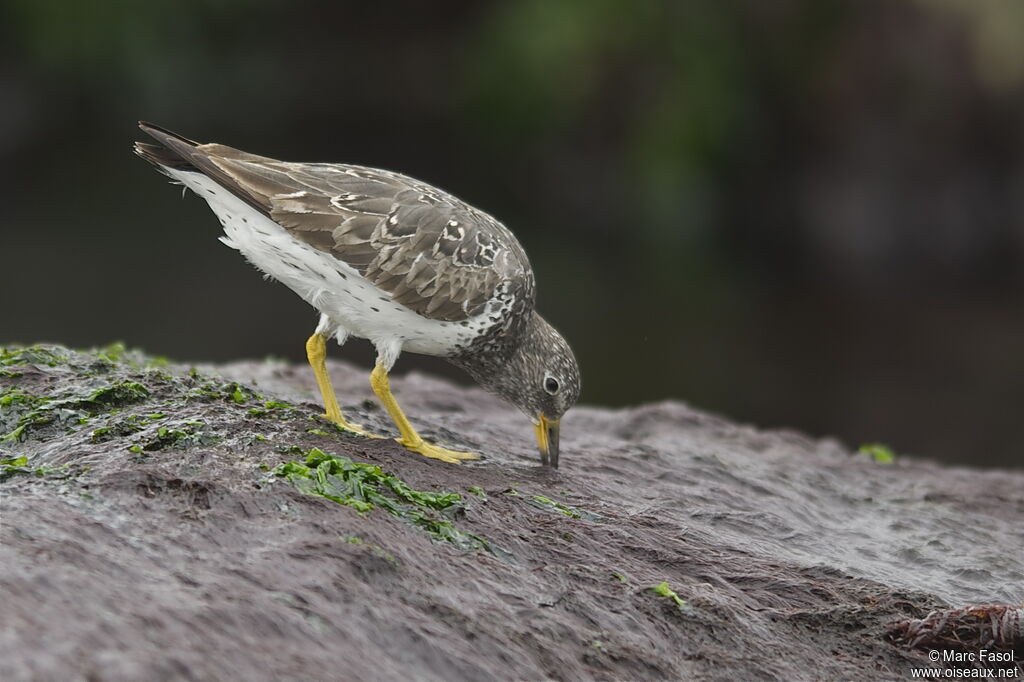 Surfbirdimmature, identification, feeding habits, Behaviour