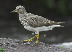 Surfbird