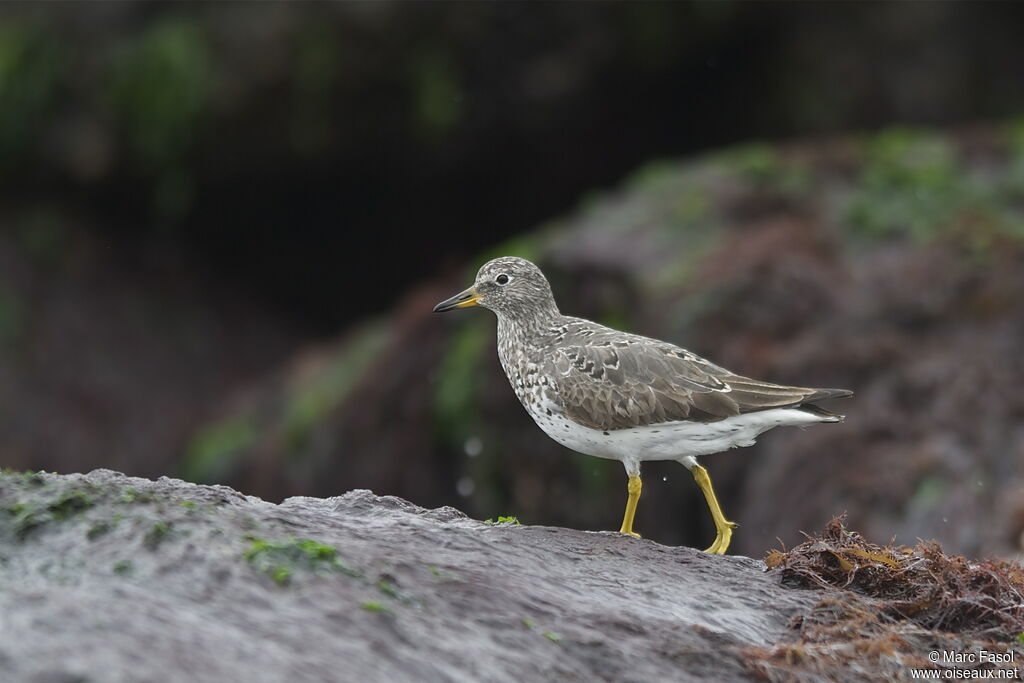 Bécasseau du ressacimmature, identification