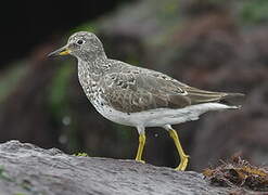 Surfbird