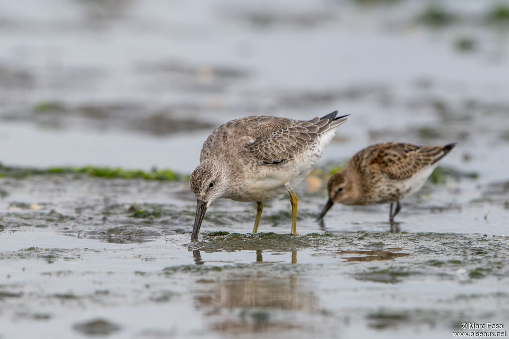 Red Knotjuvenile, identification, walking, feeding habits