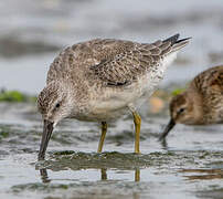 Red Knot