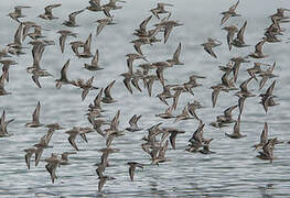 Red Knot