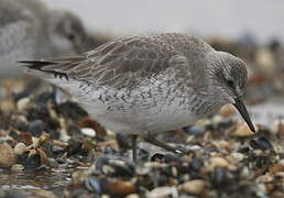 Red Knot